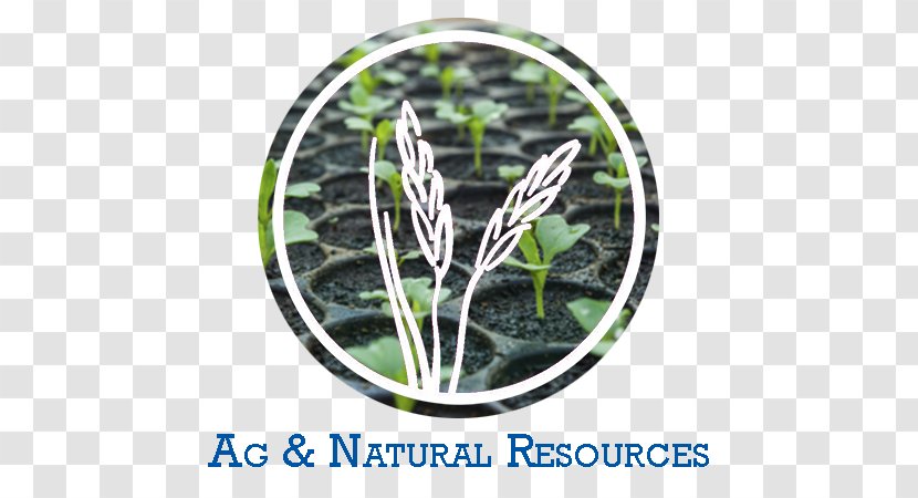 Tree - Grass - Agriculture Product Flyer Transparent PNG