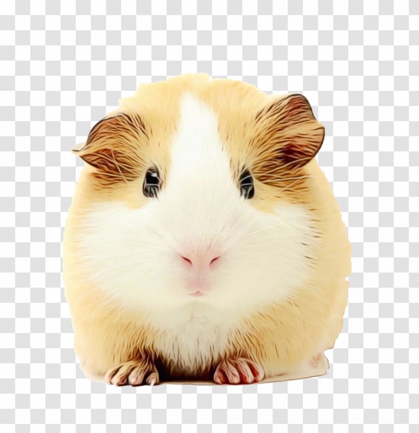 Hamster - Fawn Muroidea Transparent PNG