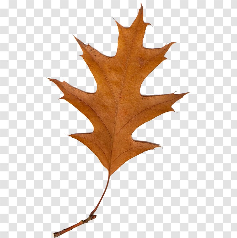 Autumn Leaves Leaf Clip Art - Yandex Search Transparent PNG