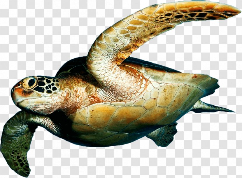 Loggerhead Sea Turtle Tortuguero National Park Desktop Wallpaper - Fish Transparent PNG