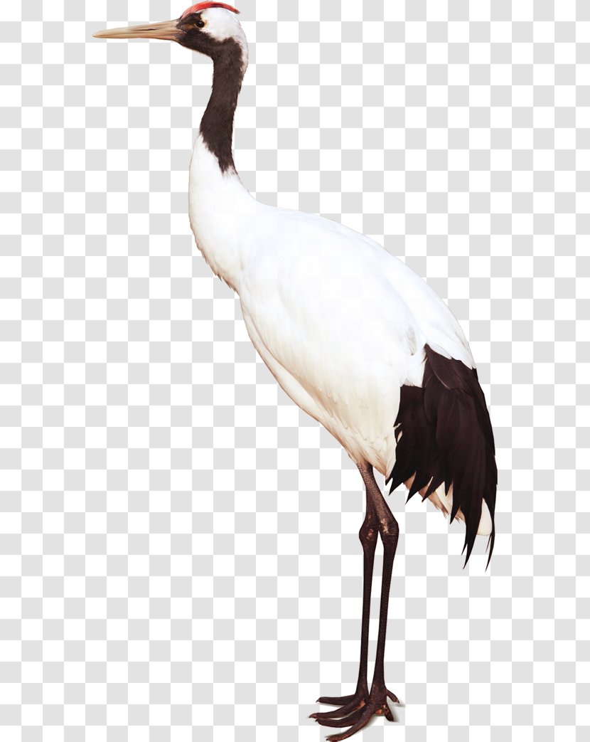 White Stork Bird Crane - Wing Transparent PNG