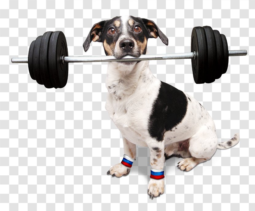 Seznam.cz Dog Breed Jack Russell Terrier Televize Seznam Dachshund - Like Mammal - Pes Transparent PNG