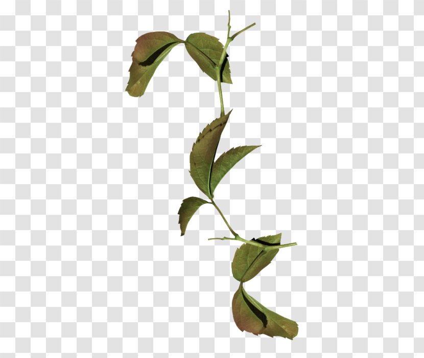 Leaf Plant Stem Megabyte Clip Art - Twig Transparent PNG