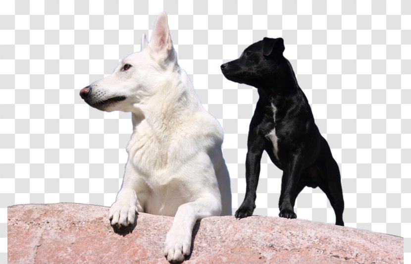 Dog Breed Canaan White Shepherd German Rare (dog) Transparent PNG