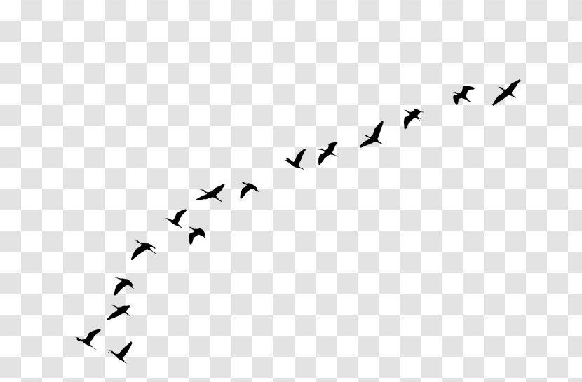 Bird Flight Flock - Monochrome Photography Transparent PNG