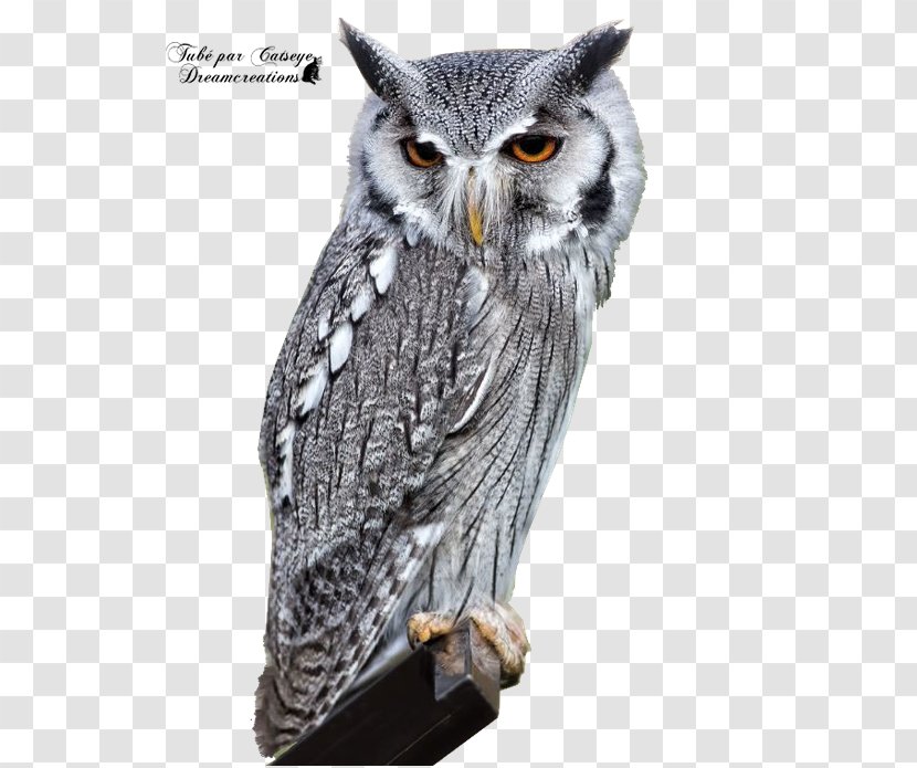 Bird Eurasian Eagle-owl Barn Owl Long-eared - True Transparent PNG