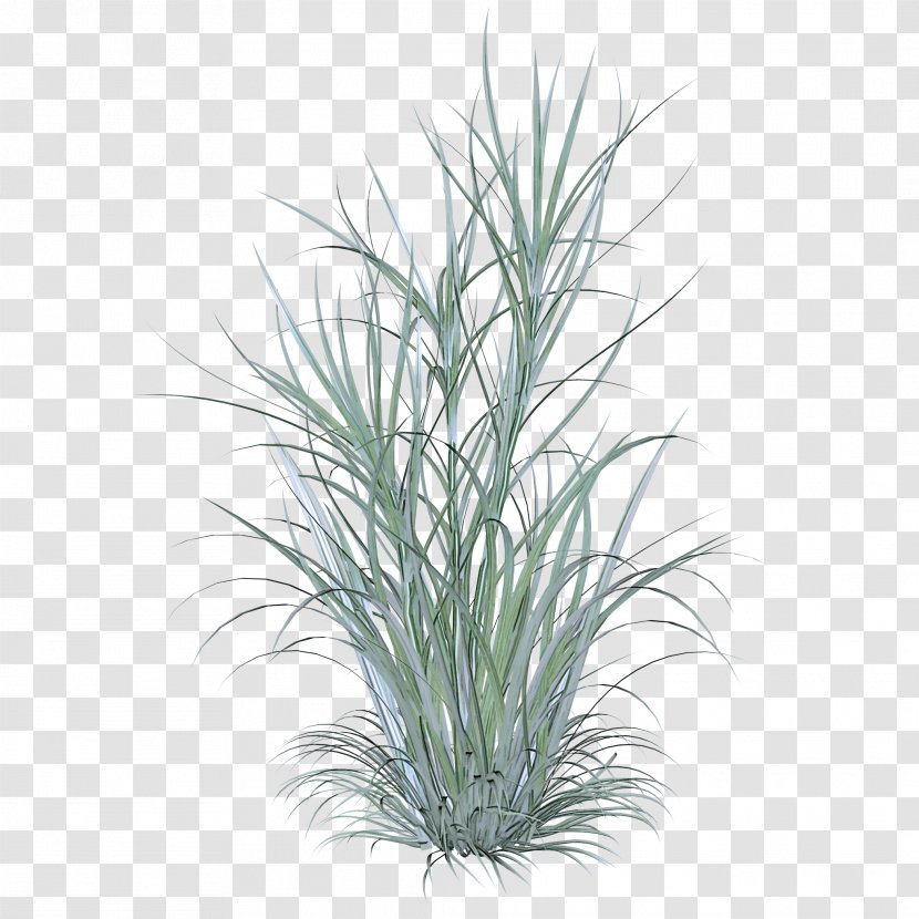 Grass Plant Flower Family Yucca - Perennial Shrub Transparent PNG