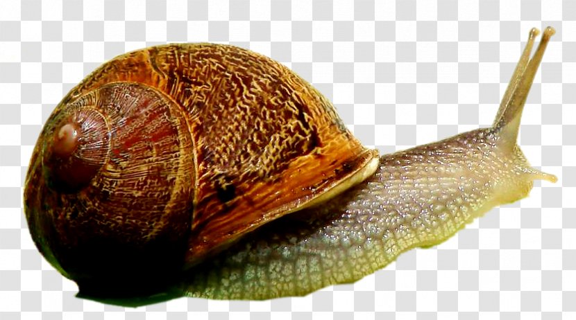 Pond Snails Sea Snail Animal Gastropods - Escargot Transparent PNG