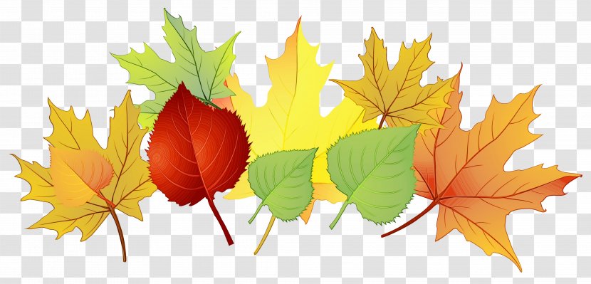 Maple Leaf Desktop Wallpaper Autumn Computer - Deciduous - Flower Transparent PNG