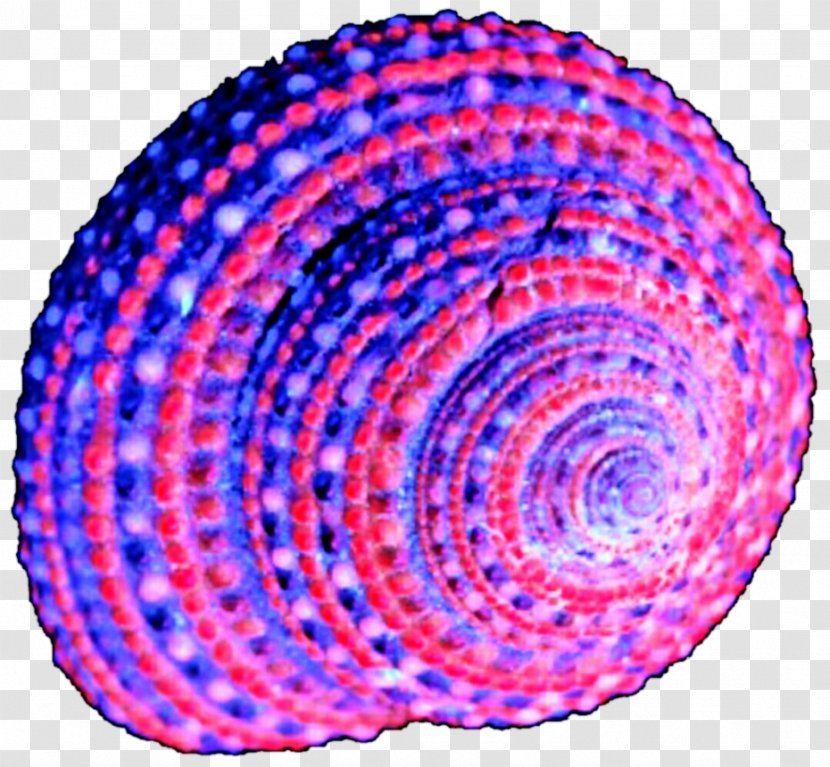 Circle Spiral Purple Violet Point - Seashell Transparent PNG