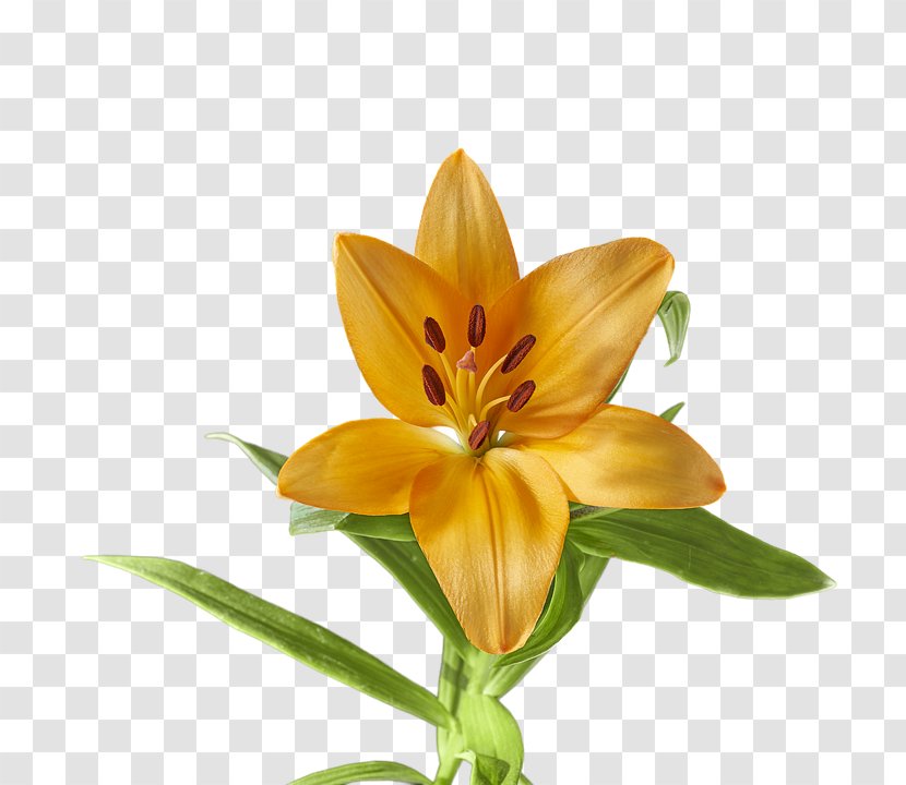 Video Lily Yellow Image Photograph - Red Transparent PNG