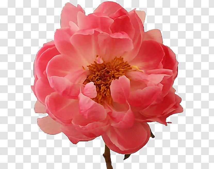 Peony Flower Paeonia 'Coral Charm' Lactiflora Stamen - Flowering Plant Transparent PNG
