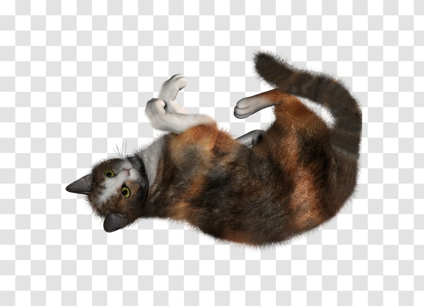 Kitten Siamese Cat Clip Art - Fur Transparent PNG