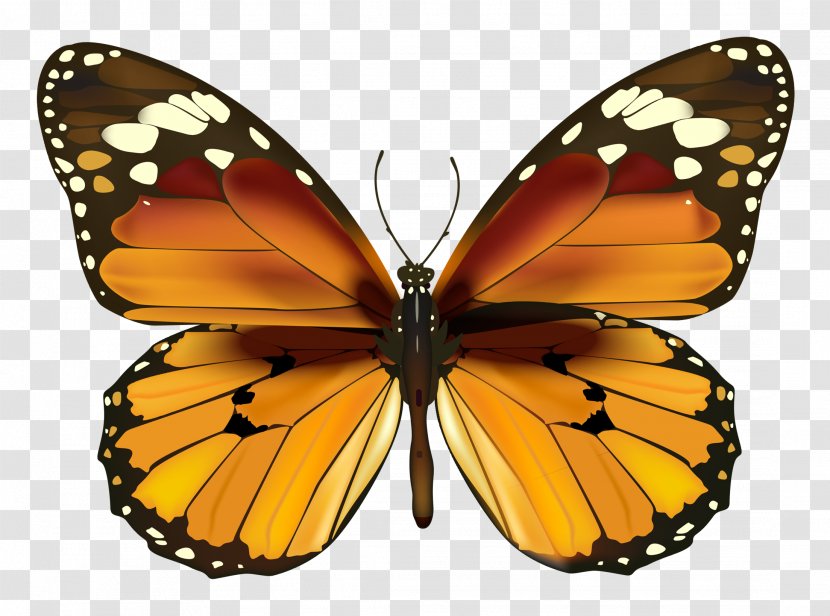 Butterfly Clip Art - Monarch - Yellow Clipart Transparent PNG