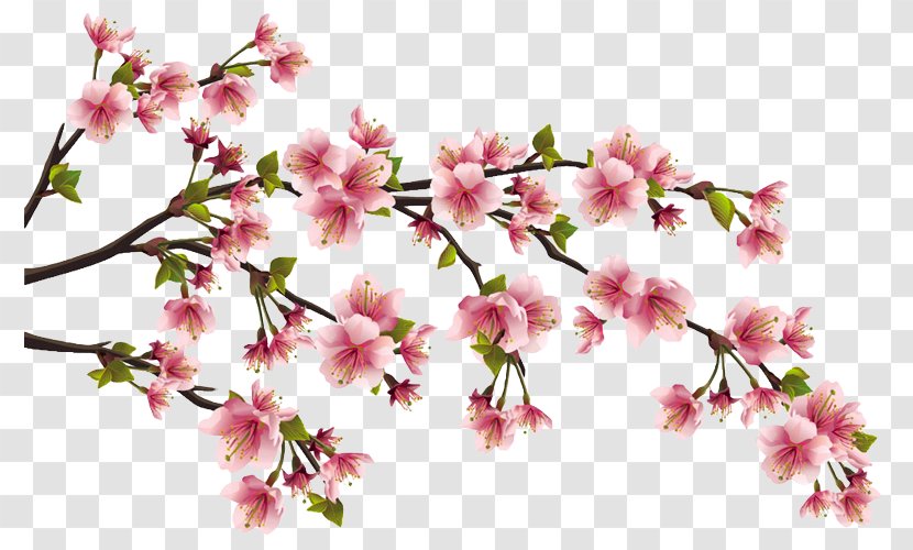 Peach Blossom Cherry Clip Art - Cut Flowers - Fruit Transparent PNG