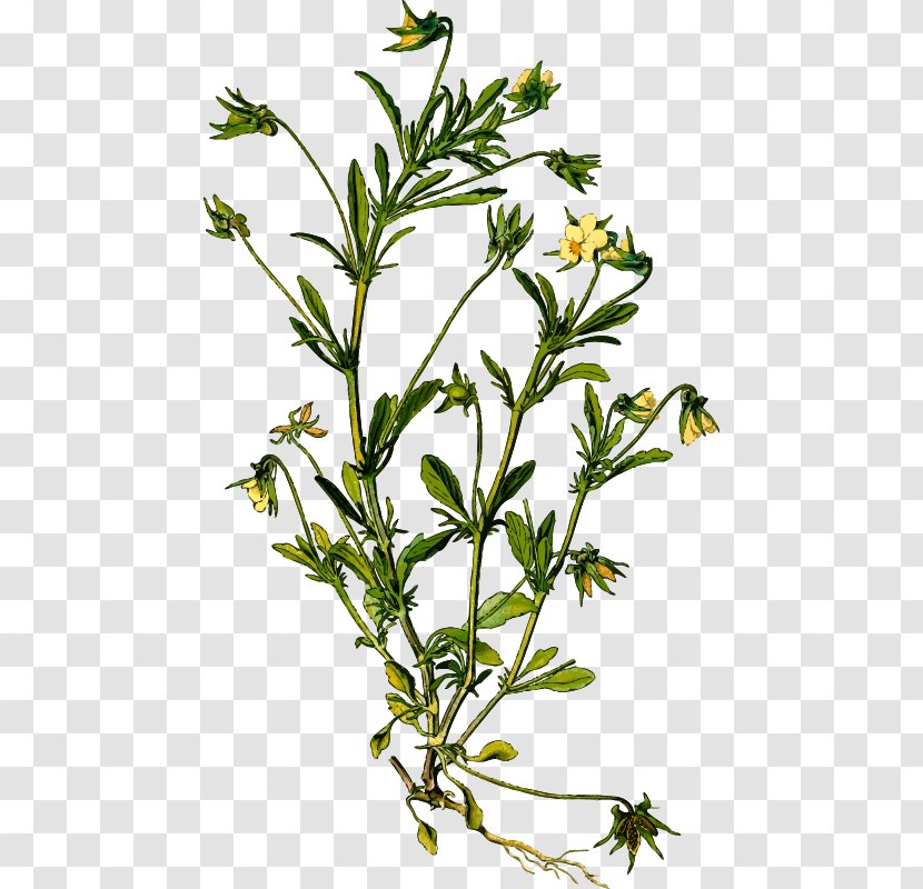 Pansy Botanical Illustration Medicinal Plants Violets - Herb - Detailed Transparent PNG
