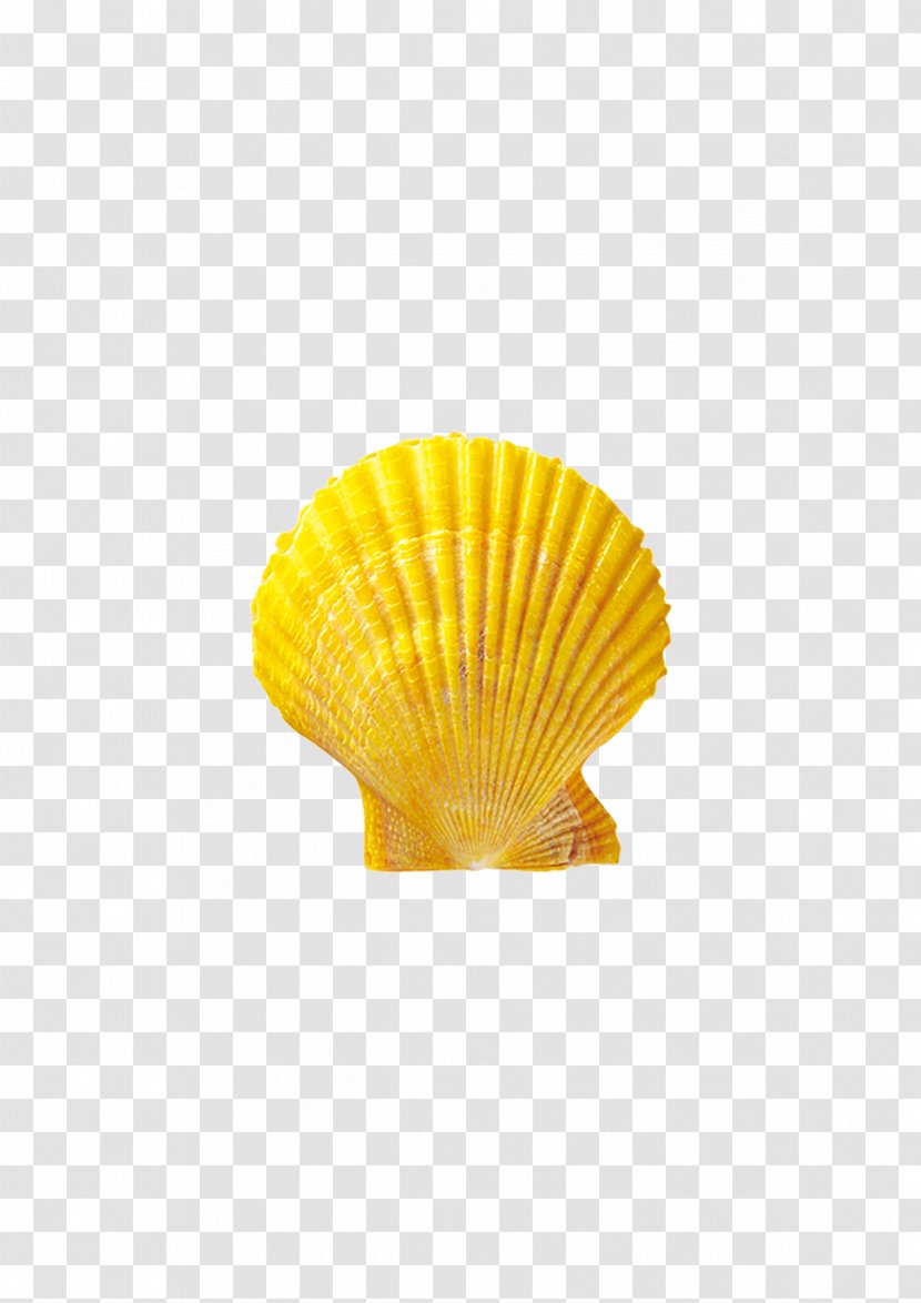 Seashell Conchology Material - Shell Transparent PNG