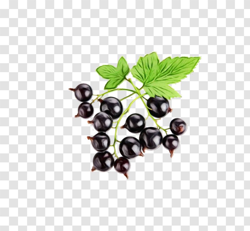 Mango Tree - Food - Vitis Bilberry Transparent PNG