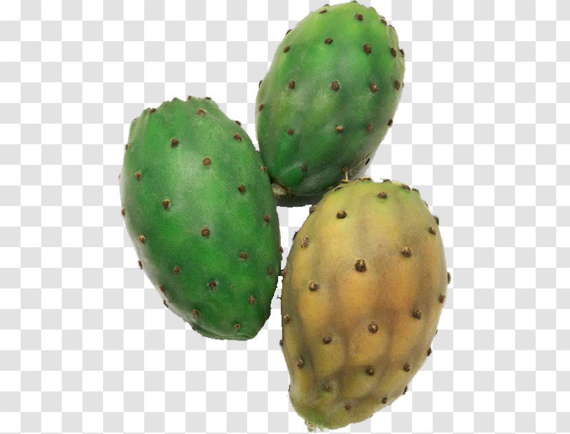 Barbary Fig Eastern Prickly Pear Nopalito Transparent PNG