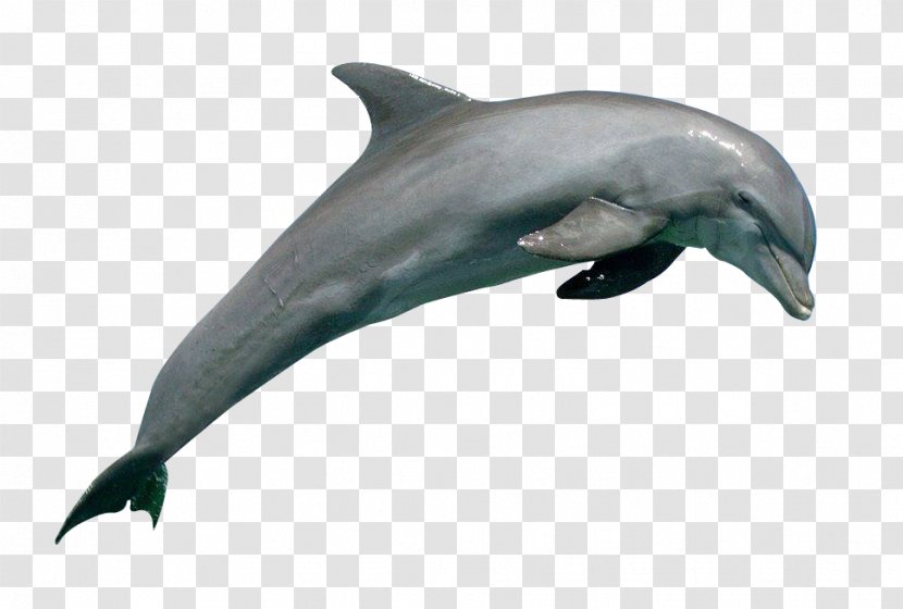 Common Bottlenose Dolphin Rough-toothed Wholphin Short-beaked Tucuxi - Short Beaked Transparent PNG