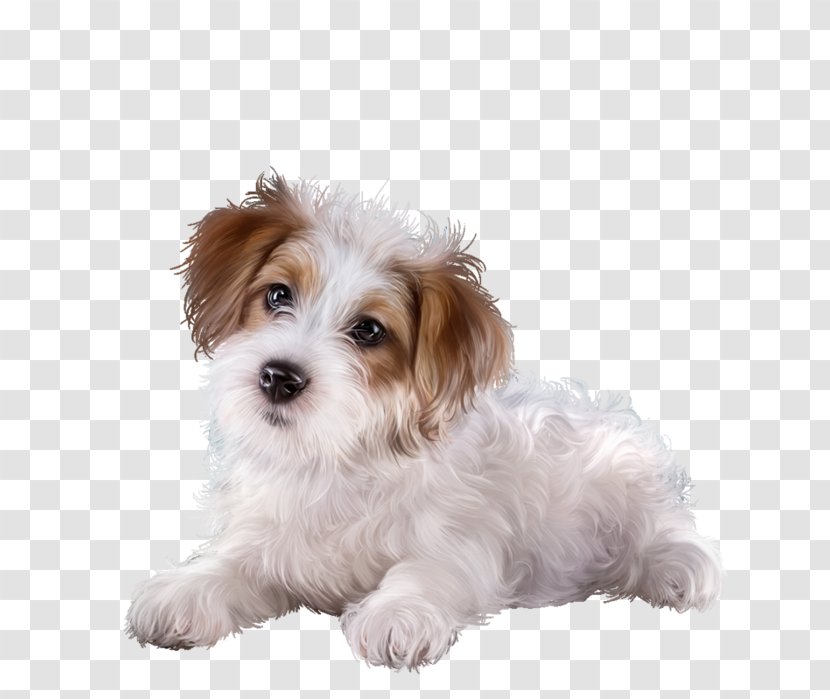 Cavachon Puppy Morkie Sporting Lucas Terrier Cavapoo - Chien Transparent PNG
