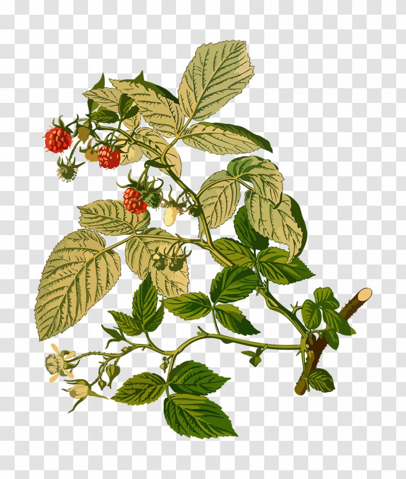 Rubus Red Raspberry Rosoideae - Flower - Herbs Berry Transparent PNG