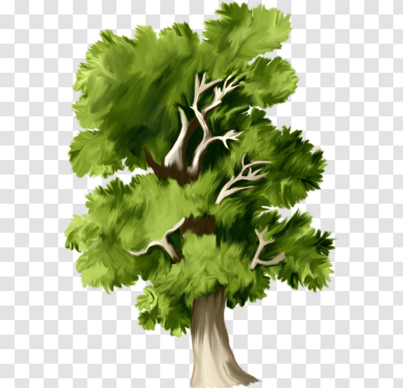 Tree Download Clip Art - Branch Transparent PNG