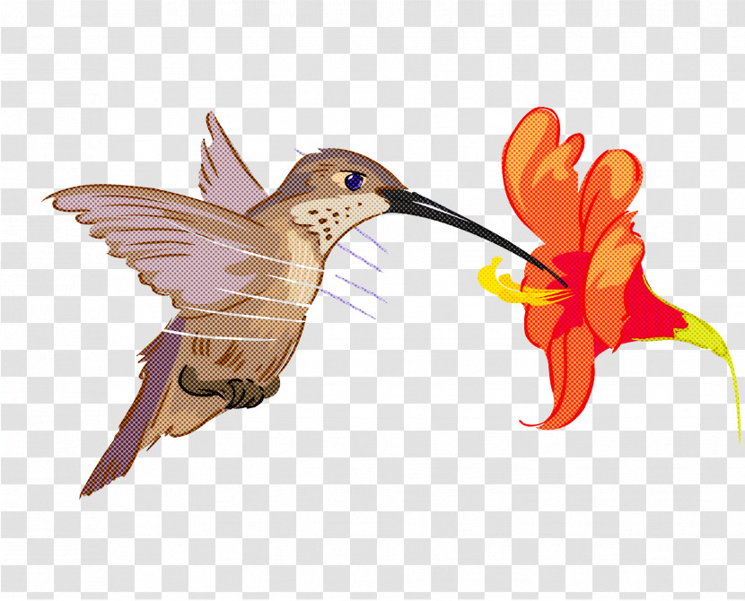 Hummingbirds Insect Beak Transparent PNG