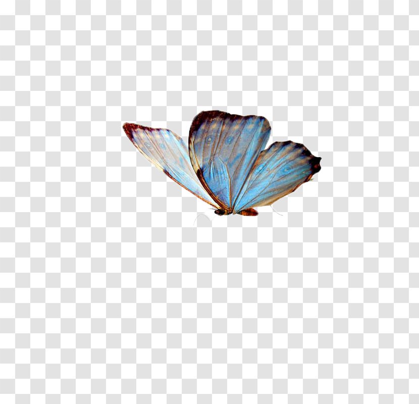 Butterfly Insect Clip Art - Greta Oto - Butterfly,insect,specimen Transparent PNG