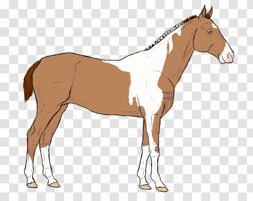 Mule Foal Stallion Bridle Mare - Mustang Horse Transparent PNG