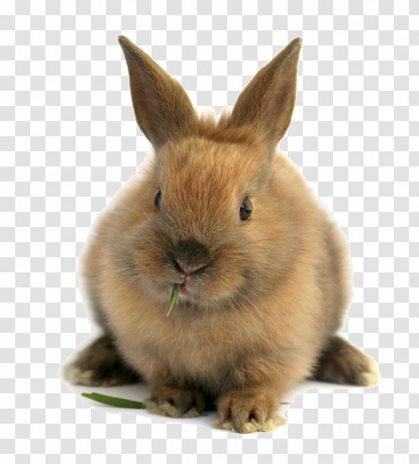 Domestic Rabbit Mini Lop Guinea Pig Californian Transparent PNG