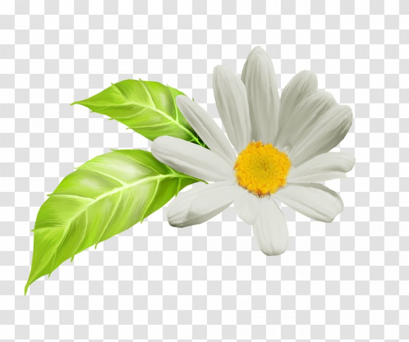Oxeye Daisy Petal - Family - Tubes Roses Transparent PNG