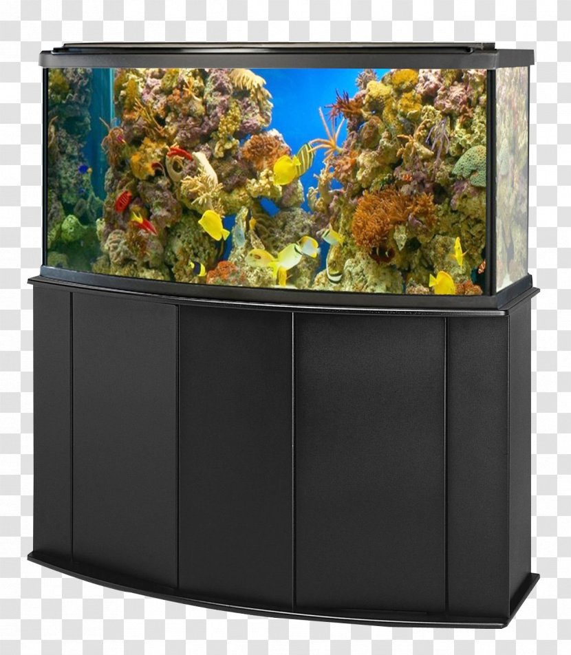Aquarium Goldfish Ornamental Fish - Freshwater - Tank Transparent PNG