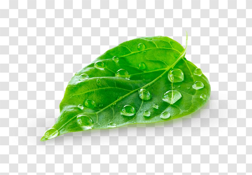 Green Leaf - Vegetable Transparent PNG