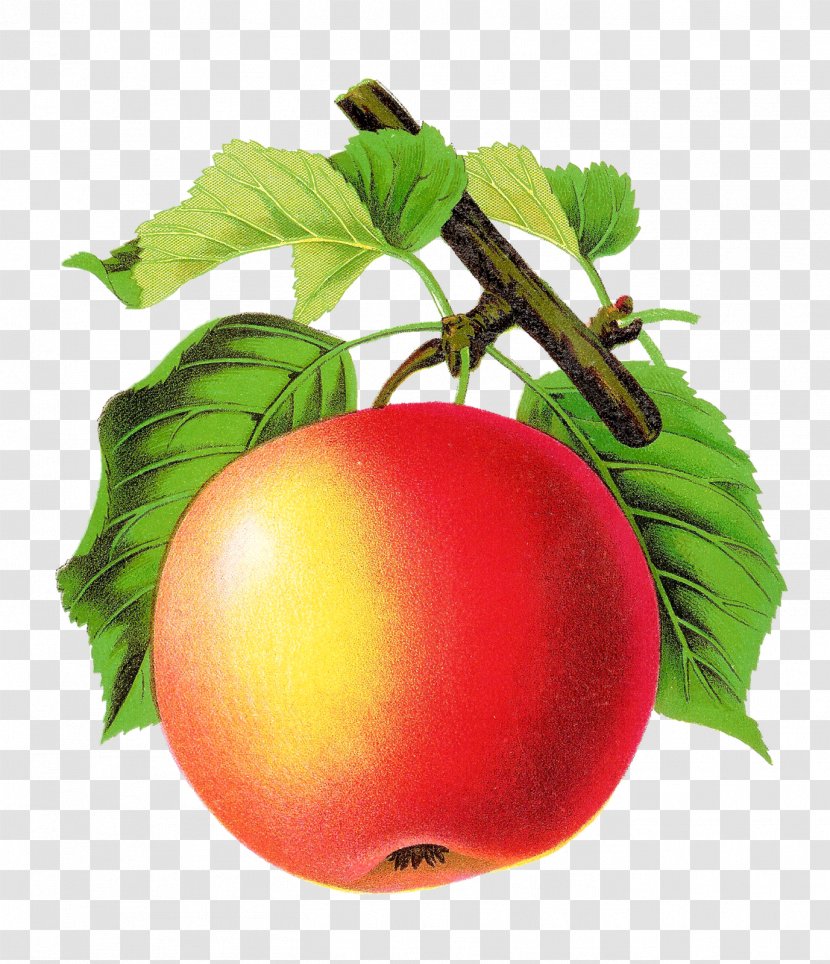 Tomato Apple Fruit Art Transparent PNG