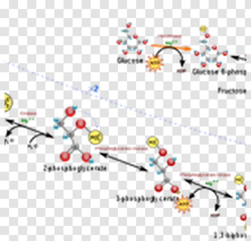 Glycolysis Metabolism Metabolic Pathway Biology Chemical Reaction - Chemistry - Science Transparent PNG