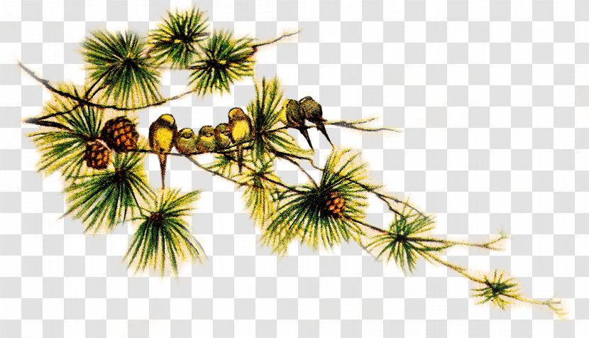 Pinus Roxburghii Fir Conifer Cone Puri Hotel Clip Art - Spruce - Pine Transparent PNG