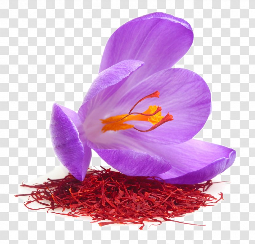 Saffron Autumn Crocus Stock Photography Royalty-free Food - Violet - Fabric Definition Transparent PNG