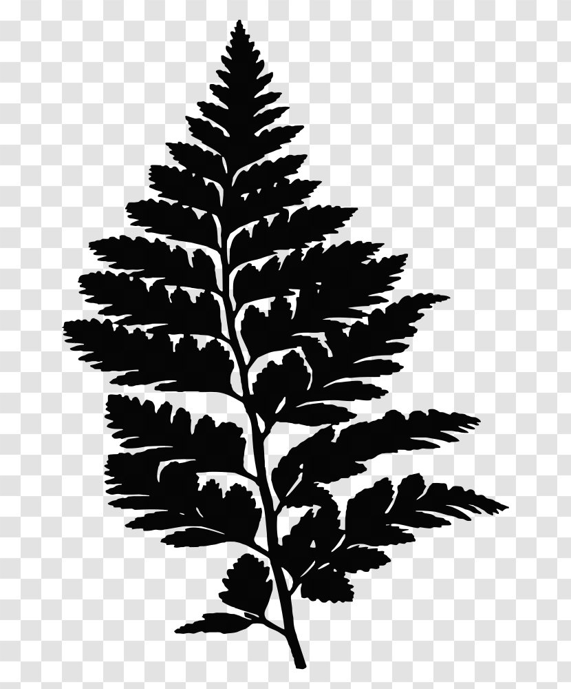 Fern Drawing Silhouette - Plant Stem Transparent PNG