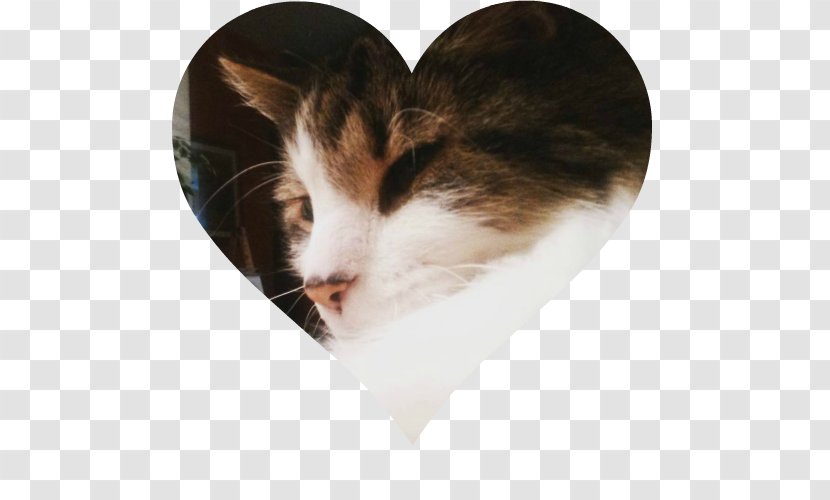 Cat Kitten Felidae Whiskers Animal Shelter - Heart - Good Evening Transparent PNG