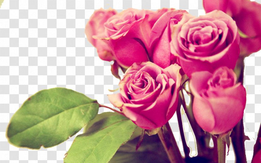 Centifolia Roses Flower Pink Mobile Phone Wallpaper - Hvga - Flower,Valentine's Day Transparent PNG