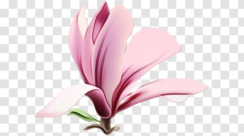 Petal Pink Flower Plant Flowering - Watercolor - Herbaceous Magnolia Family Transparent PNG