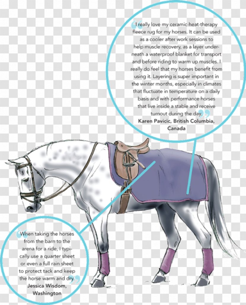 Pony Horse Equestrian - Season Transparent PNG