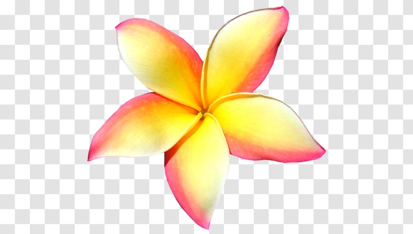 Frangipani Petal Flower Clip Art - Plant Transparent PNG