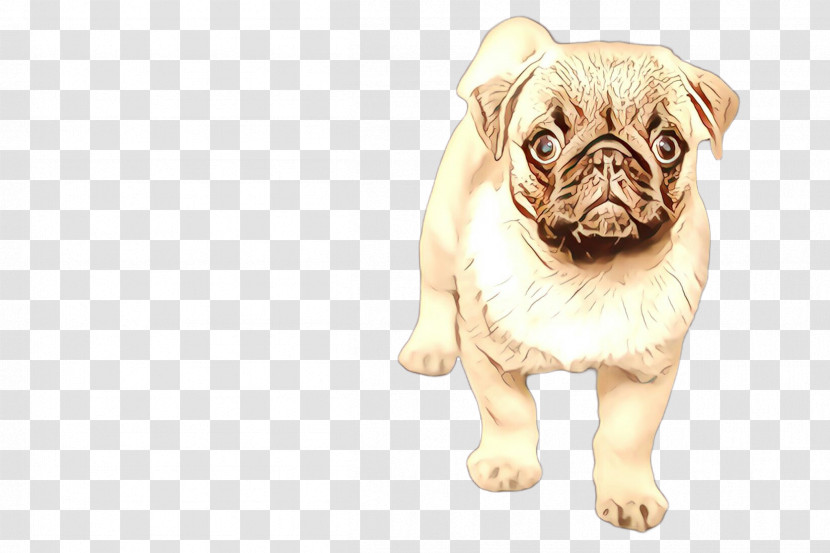 Dog Pug Snout Companion Dog Puppy Transparent PNG