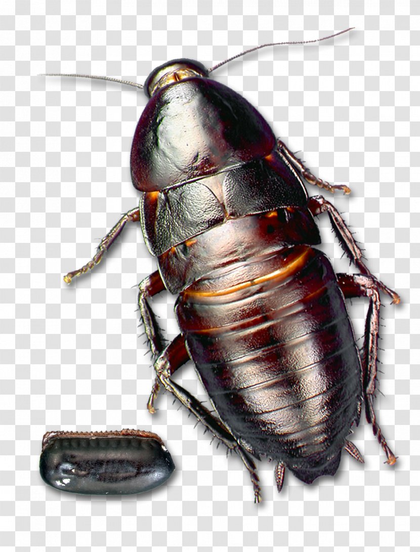 Florida Woods Cockroach Insect Pest Transparent PNG