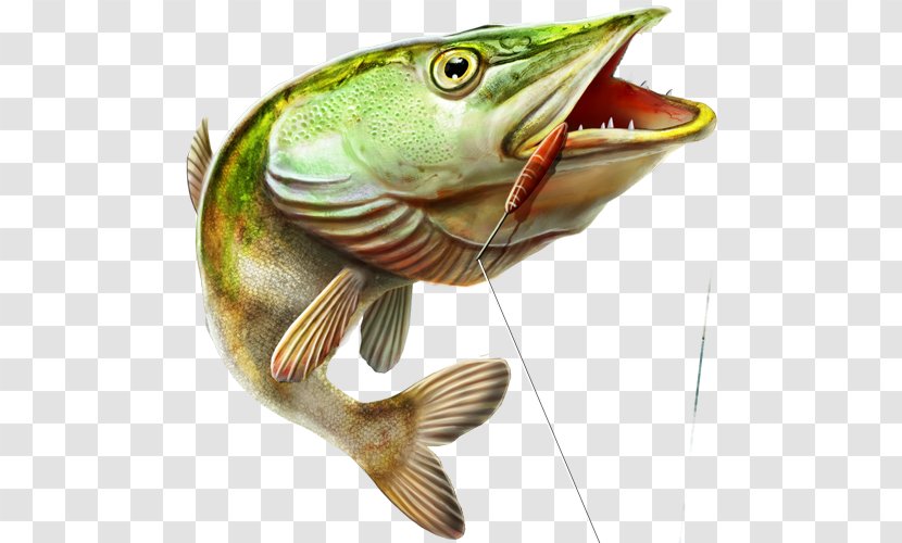 Fishing Fishery Perch Cod - Trout - Steamed Fish Transparent PNG