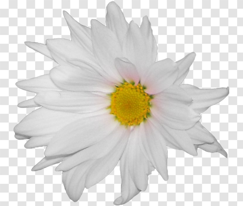 Common Daisy Flower German Chamomile - Anthemis Transparent PNG