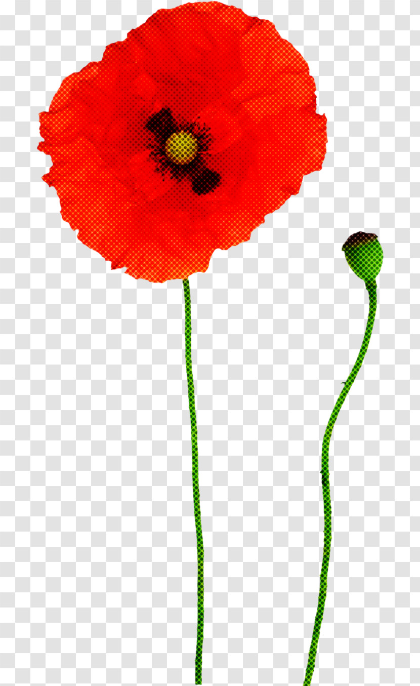 Coquelicot Red Flower Corn Poppy Plant Transparent PNG