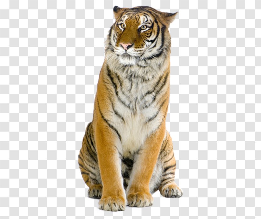 Stock Photography Bengal Tiger - Whiskers - Circus Transparent PNG